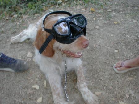 falgor va a la plage
