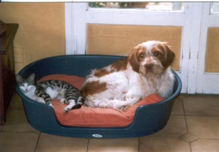 les zanimaux
