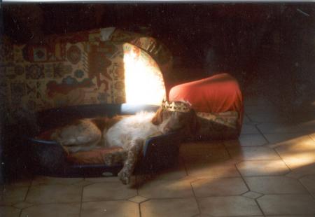  the king dog